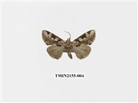 藏品(連珠波紋蛾)的圖片